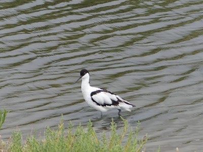 Avocette élégante