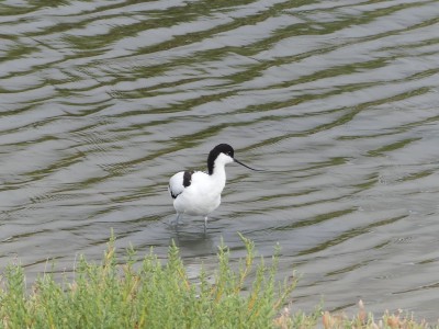 Avocette élégante