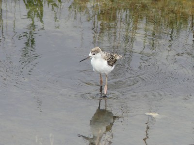 Chevalier stagnatile