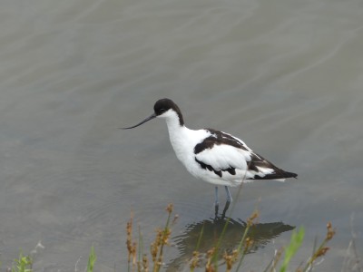 Avocette élégante