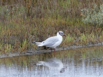 Mouette rieuse