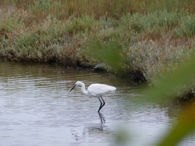 Aigrette garzette