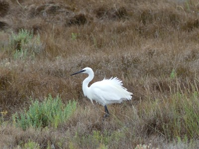 Aigrette garzette