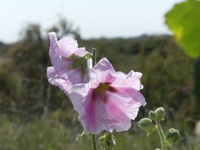 P1720130