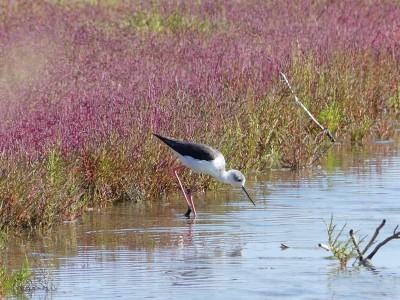 Échasse blanche
