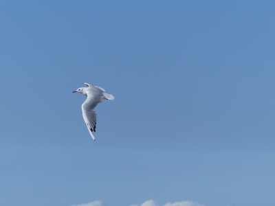 Mouette rieuse