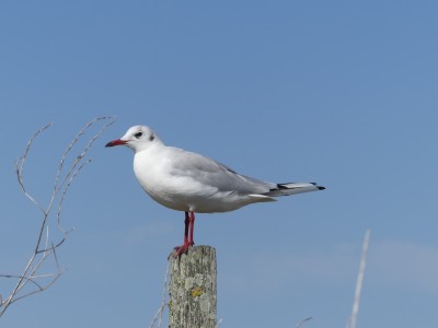 Mouette rieuse