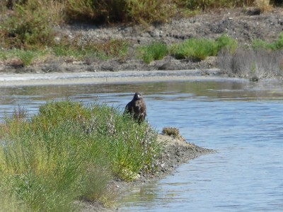 Balbuzard pêcheur