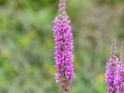 P1720765