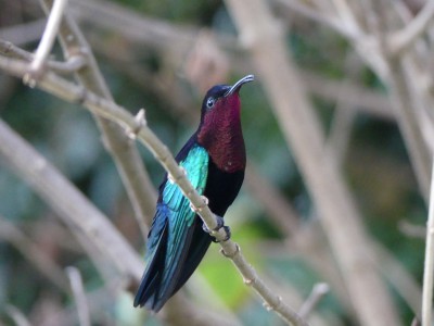 Colibri madère