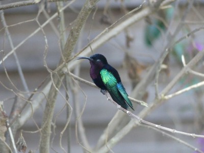Colibri madère
