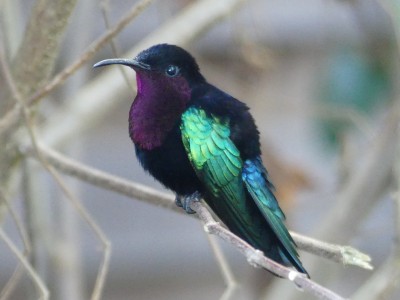 Colibri madère