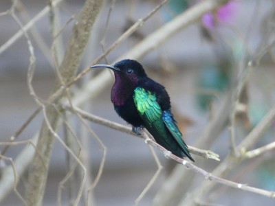 Colibri madère