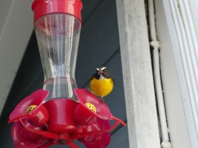 Sucrier à ventre jaune