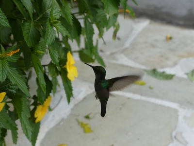 Colibri madère
