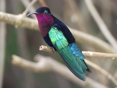 Colibri madère