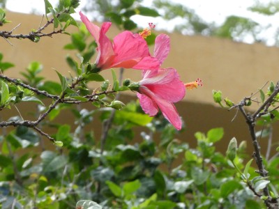 P1750263