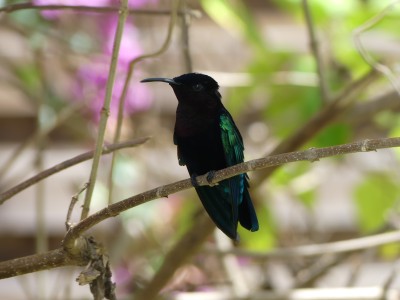 Colibri madère