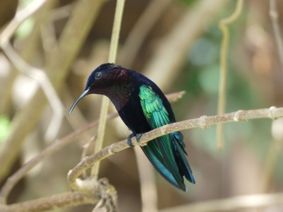 Colibri madère