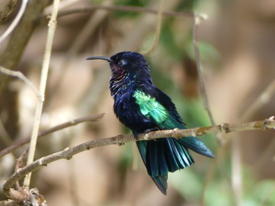 Colibri madère