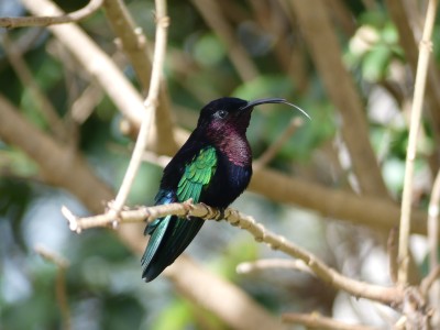 Colibri madère