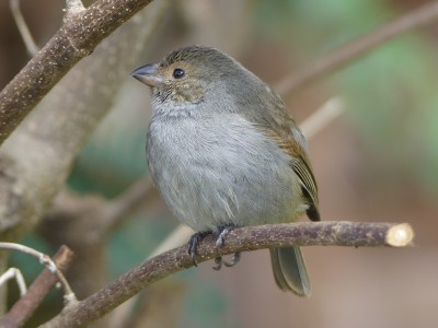 Pèrenoir de Barbade