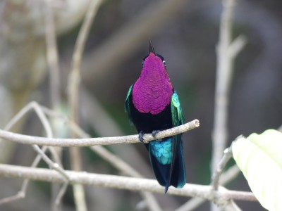 Colibri madère