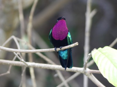 Colibri madère