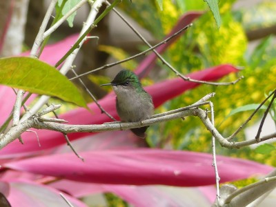 Colibri nain