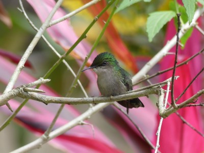 Colibri nain