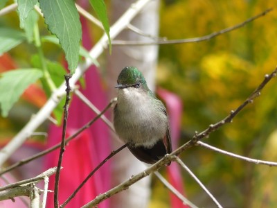 Colibri nain