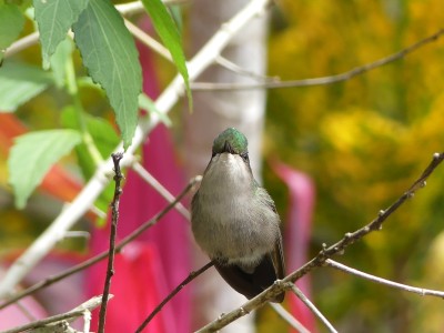 Colibri nain