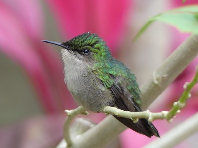 Colibri nain
