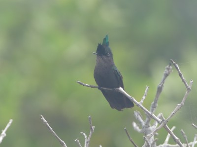 Colibri huppé