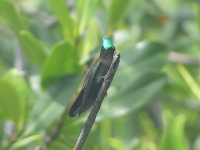 Colibri huppé