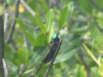 Colibri huppé