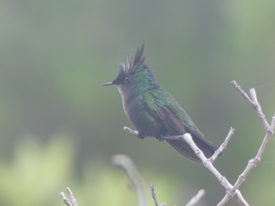 Colibri huppé