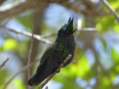 Colibri huppé