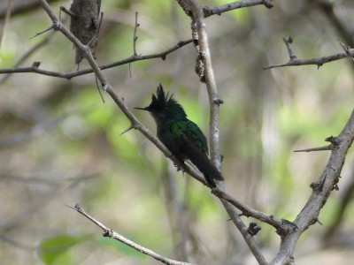 Colibri huppé