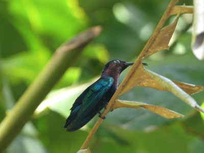Colibri madère