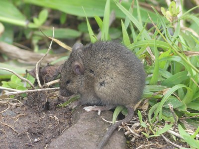 Souris grise