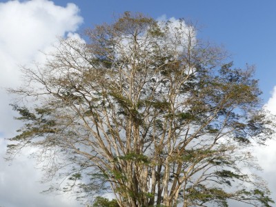 Parc de la distillerie Depaz