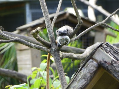 Tamarin empereur