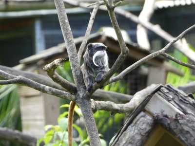 Tamarin empereur