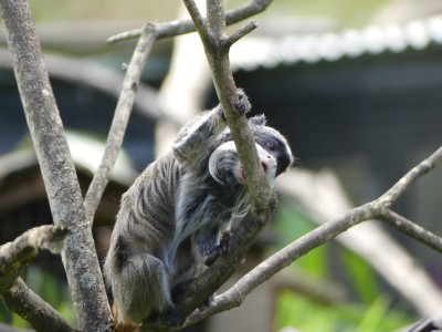Tamarin empereur