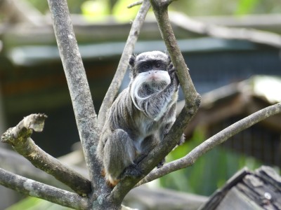 Tamarin empereur