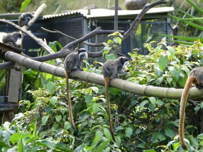 Tamarin empereur