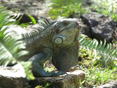 Iguane vert