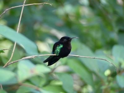 Colibri madère