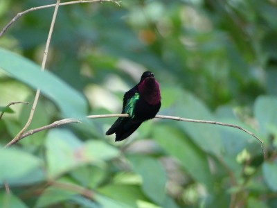Colibri madère